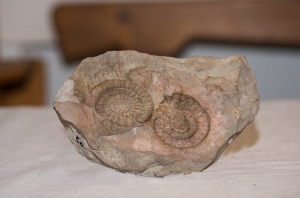 Ammonit aus der Glasenbachklamm in Elsbethen