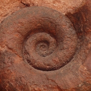 versteinerte Nautilus