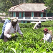 Teepflücker in Sri Lanka