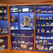 Fossilienausstellung im Museum