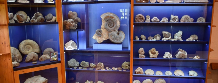 Fossilienausstellung im Museum