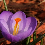 Krokus