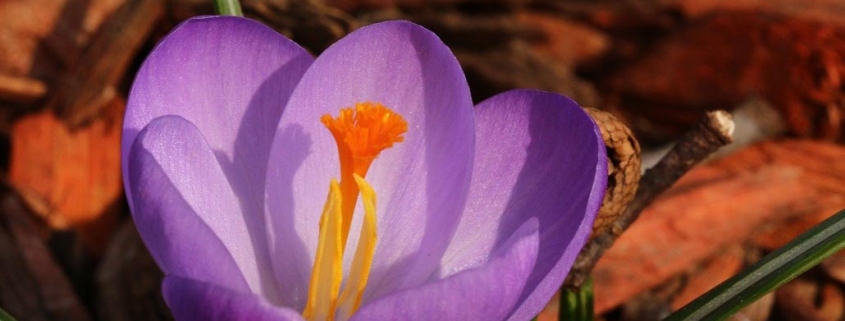 Krokus