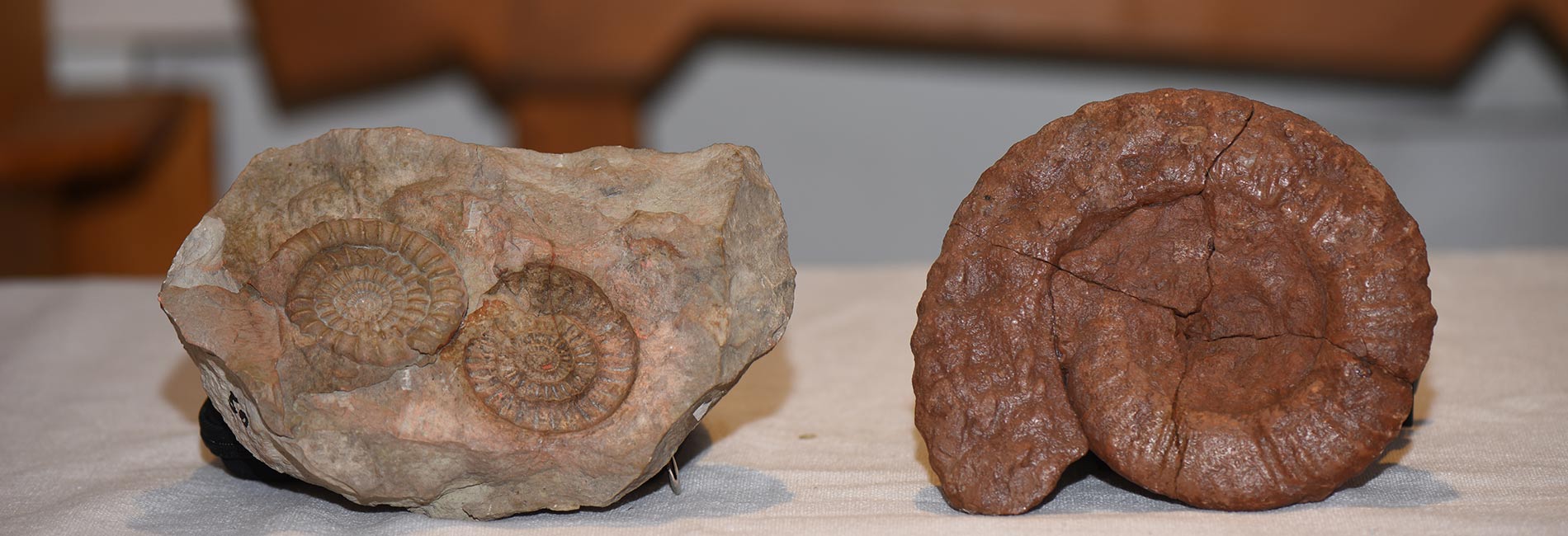 versteinerte Nautilus und Muscheln